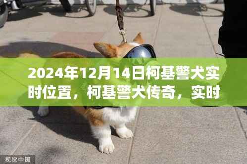 柯基警犬传奇，实时追踪见证时代印记的柯基警犬在2024年12月14日的实时位置追踪