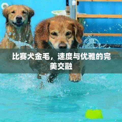 比赛犬金毛,速度与优雅的完美交融