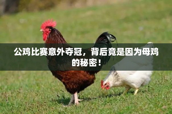 公鸡比赛意外夺冠,背后竟是因为母鸡的秘密!
