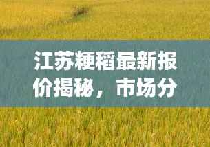 江苏粳稻最新报价揭秘,市场分析展望,掌握稻谷市场动态